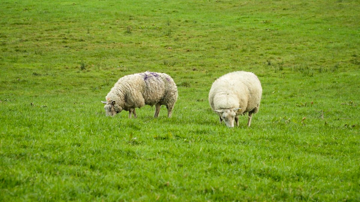 Police appeal for info after two instances of sheep worrying in Wiltshire