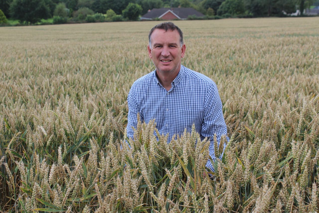 Absence of BYDV ‘reflected in the yields’ for Northern Ireland harvest 2025
