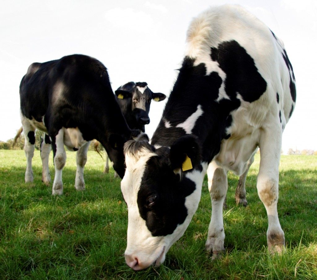 A US dairy farm has turned dung into electricity for 1,000 homes