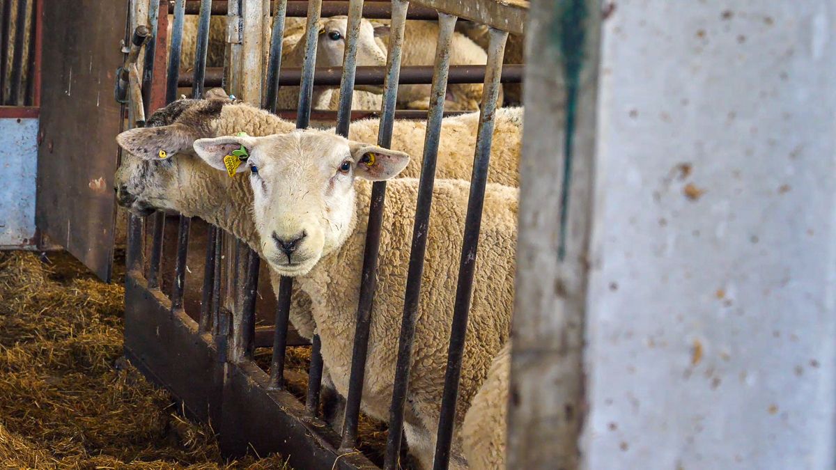 2020 NI animal inventory to be carried out online
