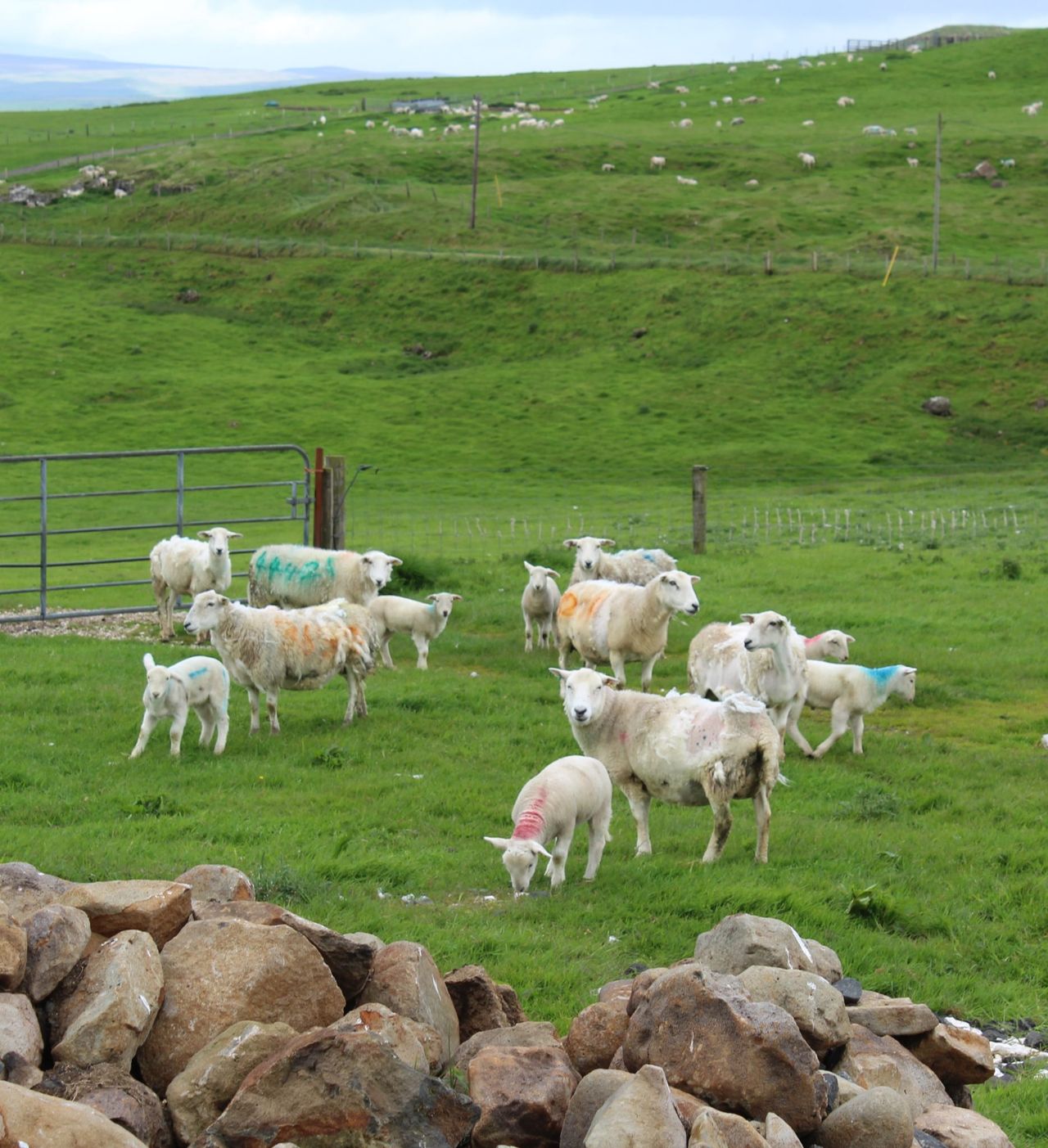 Flock management – output per labour unit