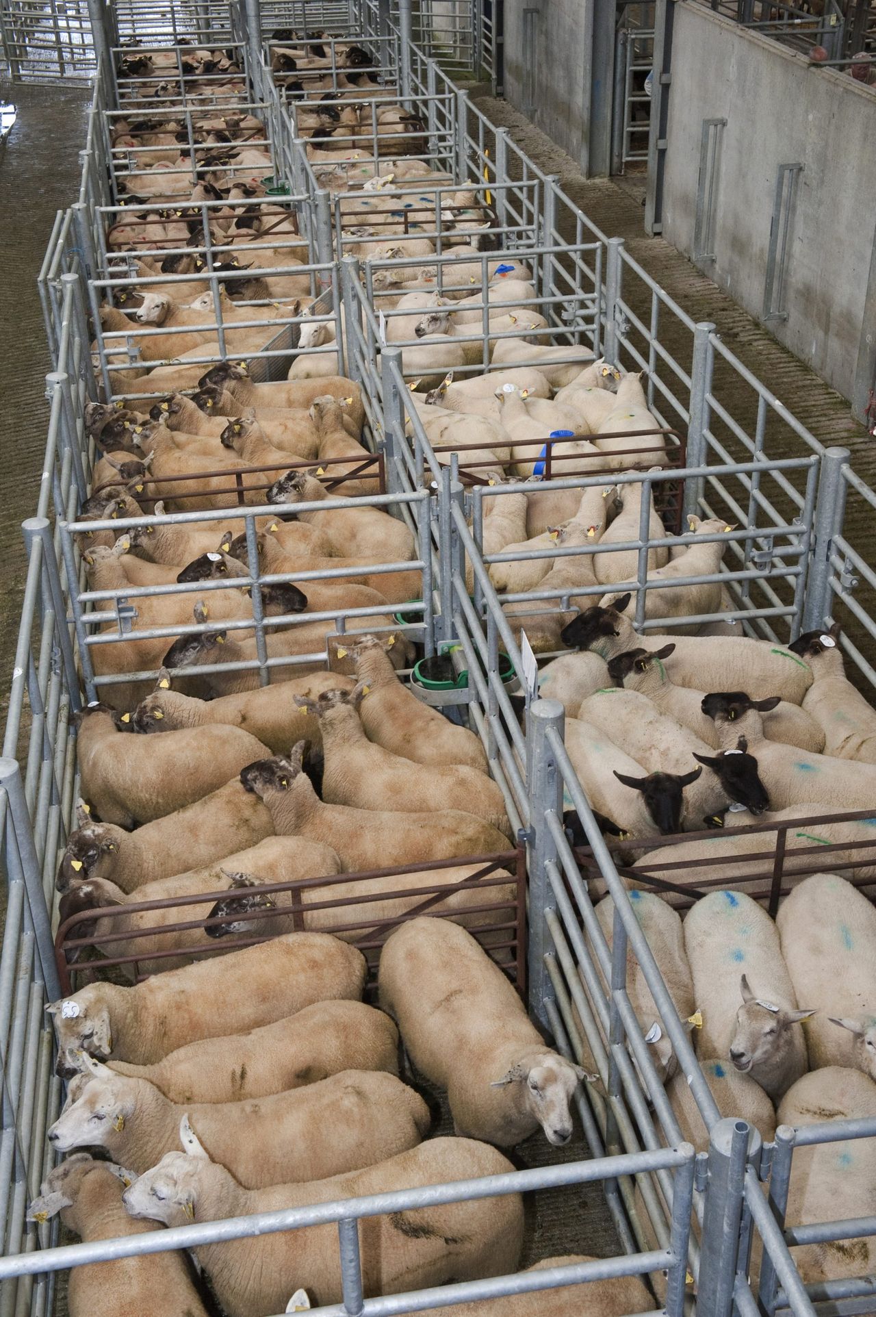 Irish sheepmeat exports to UK back on December 2014 levels