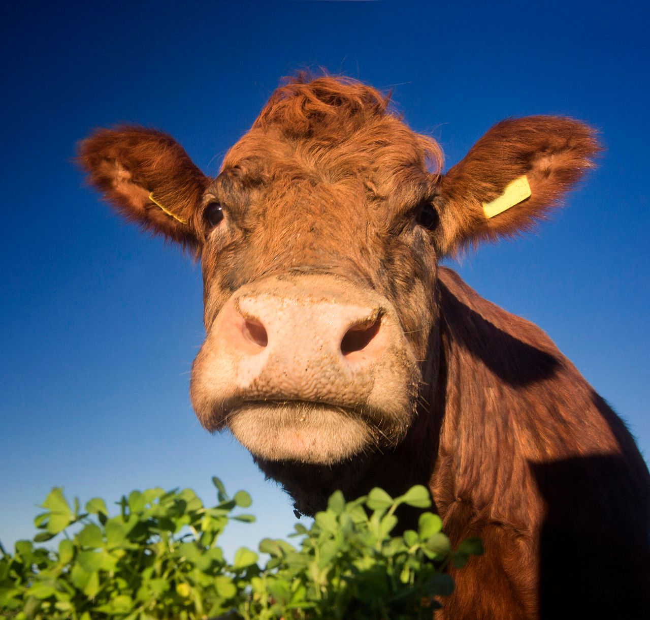 Report challenges assumptions about livestock impact