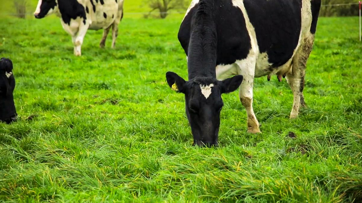 Cows ‘could be the newest weapon against Covid-19’