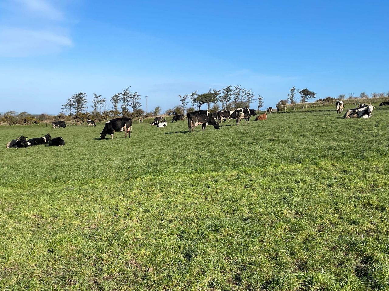 Challenging grazing conditions for those still at grass