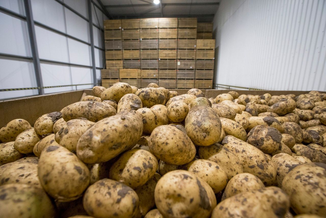UK potato businesses urged to ditch CIPC ahead of use-up date
