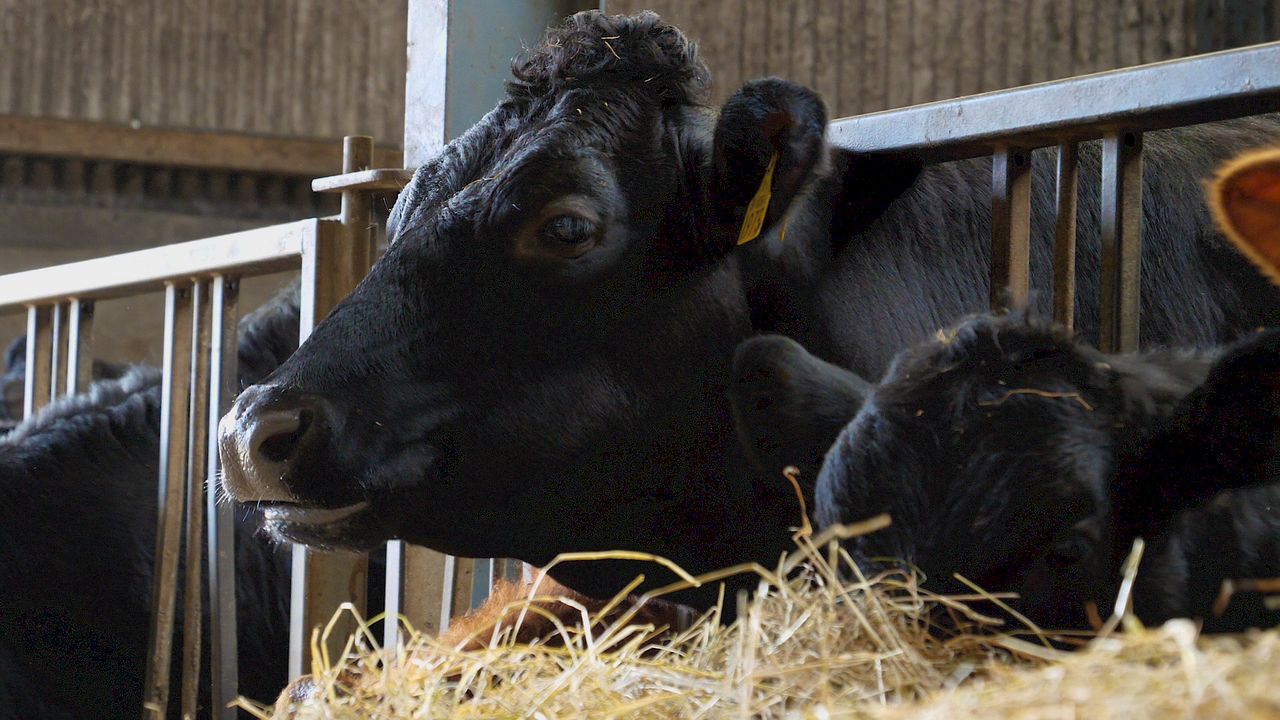 Sainsbury's launches new beef range with 25% less carbon
