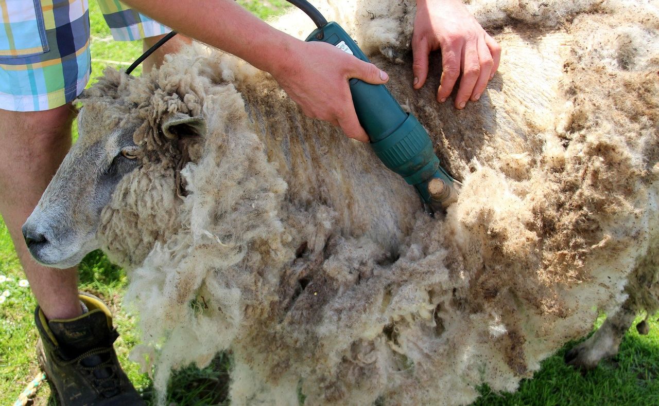 British Wool and young farmers gear up for the shearing season