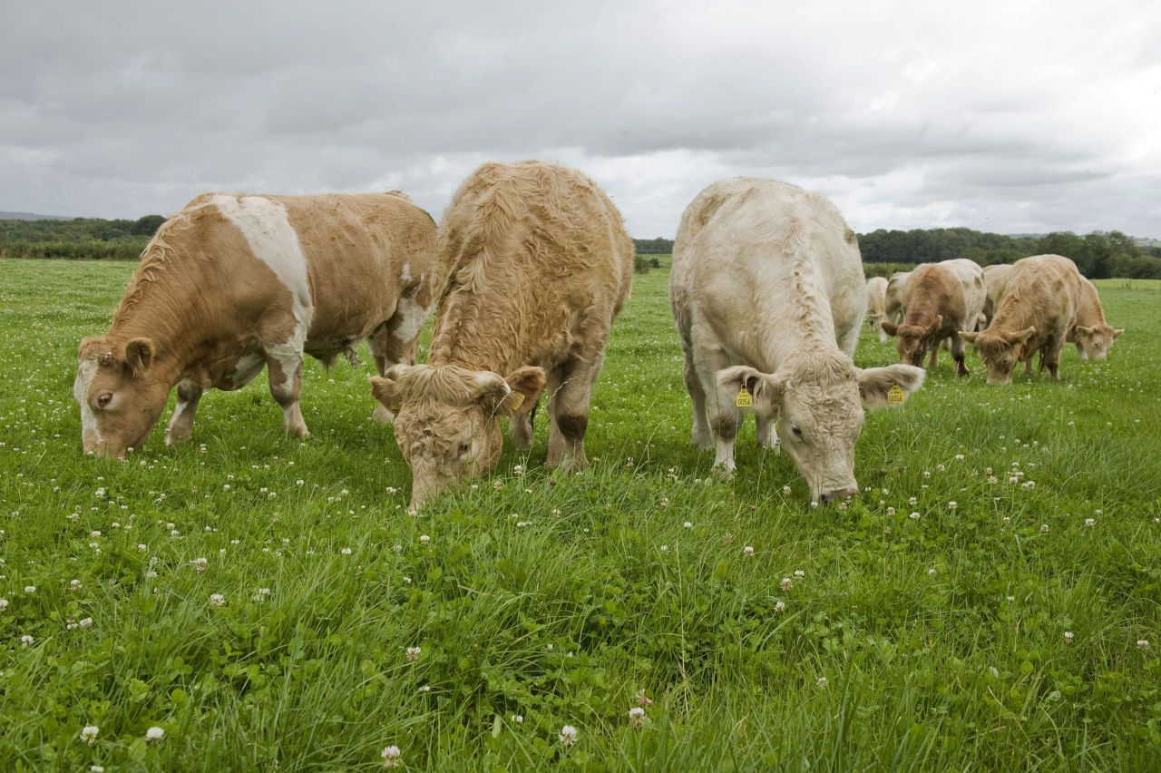 Impact of beef crisis in Northern Ireland highlighted