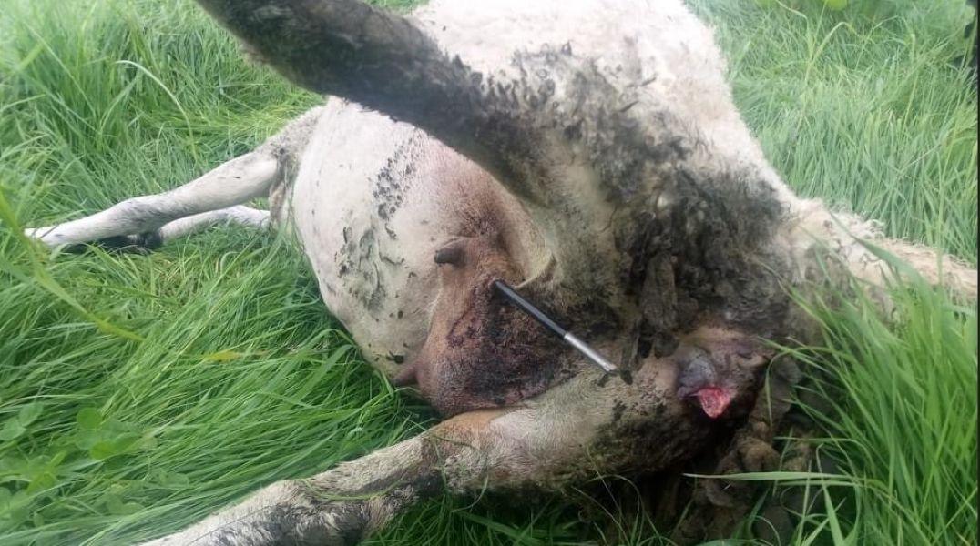 Graphic images: Sheep found dead from crossbow-like weapon