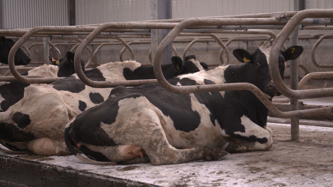 Dairy advice: Lime during housed period