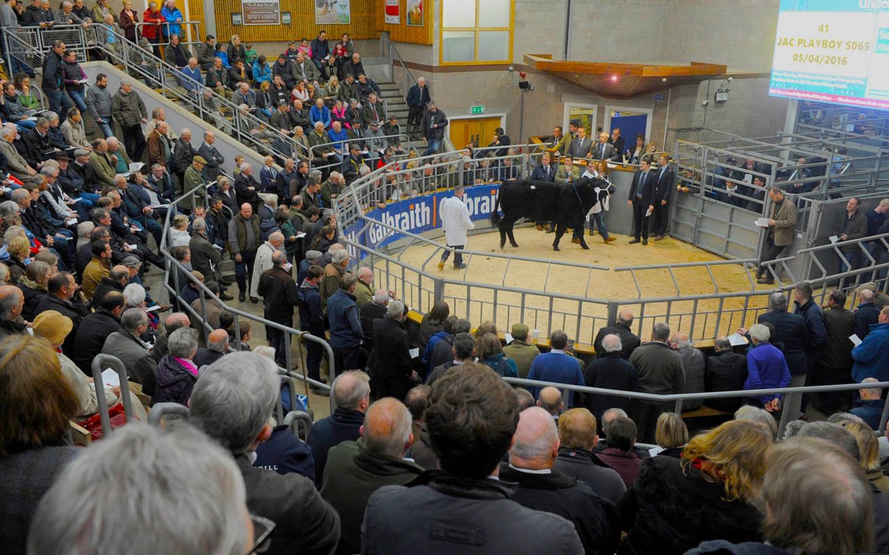 Scottish Suckler Beef Support Scheme lacks 'clarity' - IAAS