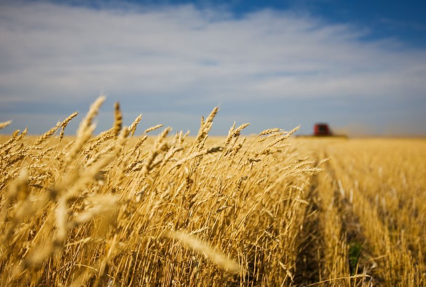 AHDB releases 2018 winter wheat harvest results