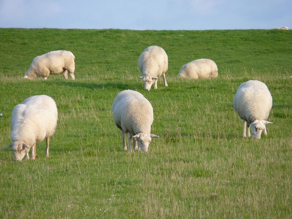 Sheep put down after worrying attack