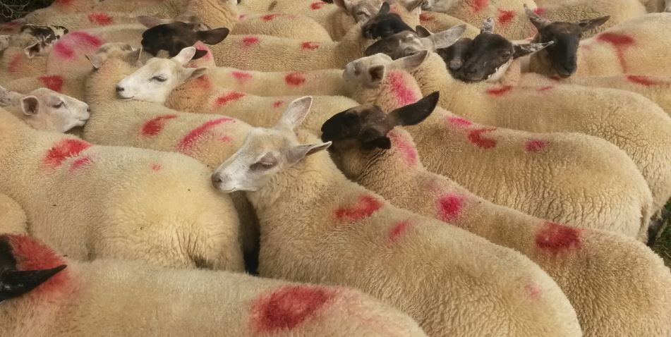 No movement in lamb price - Week-on-week sheep kill drops by 5%