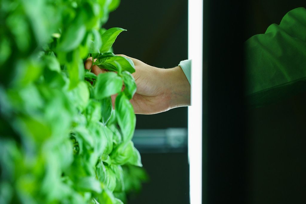 60% of urban dwellers want to grow their own produce