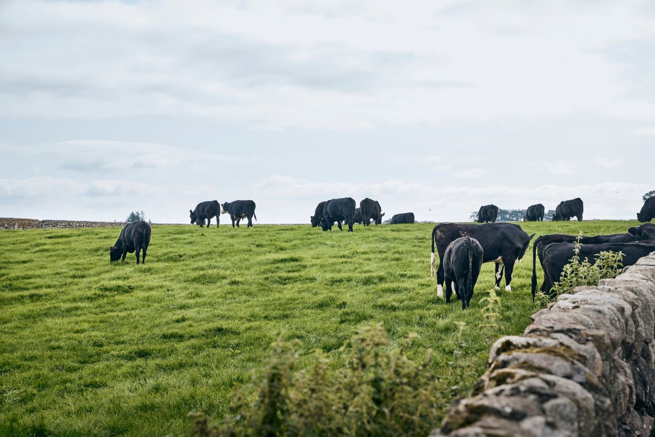 Co-op's new sustainability pilot aims to 'reward' beef farmers