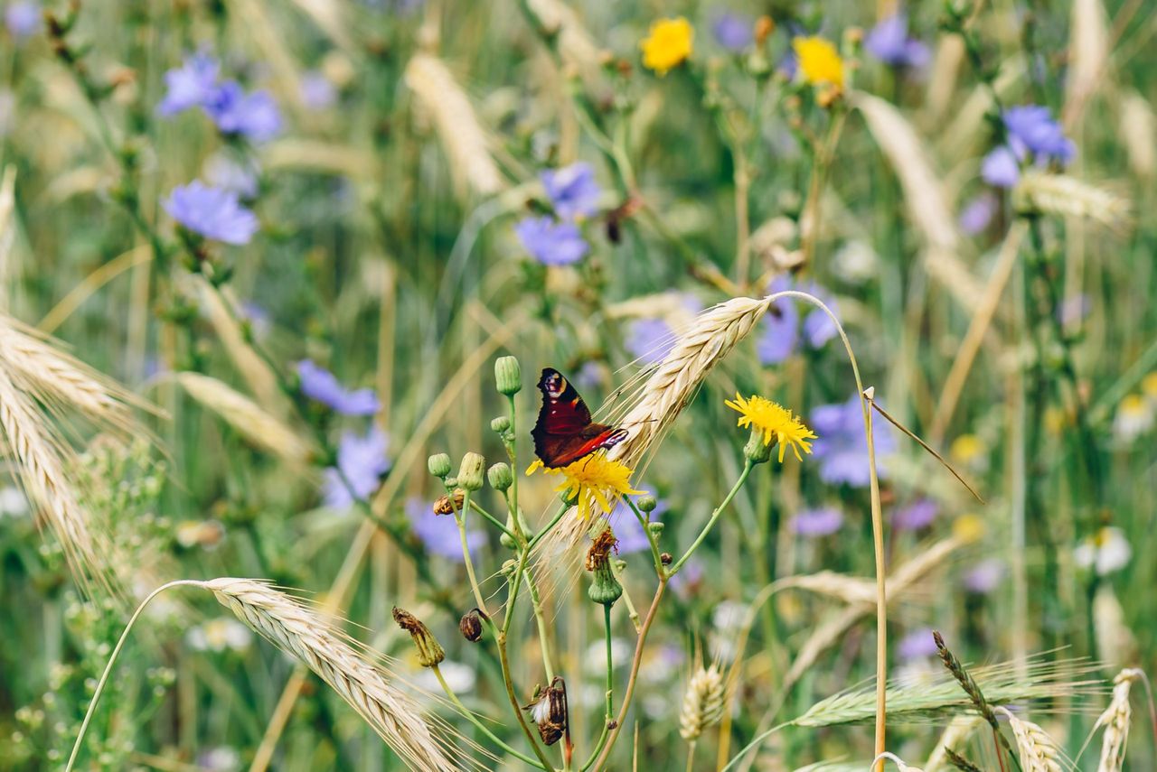 NI Farming with Nature Transition Scheme to open for applications