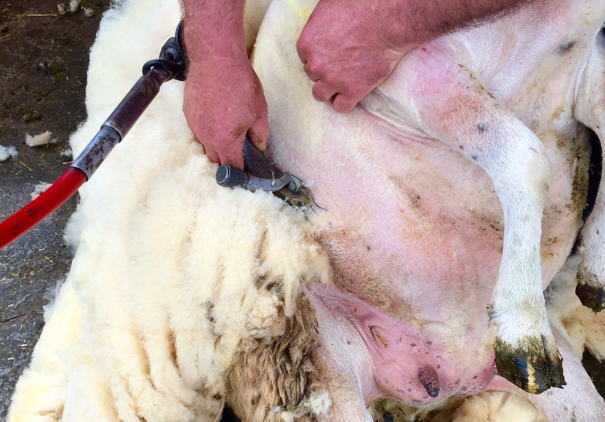 'Misleading' PETA anti-wool ad banned in the UK
