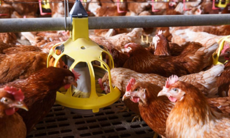RSPCA poll reveals 75% want ban on lower welfare standard imports