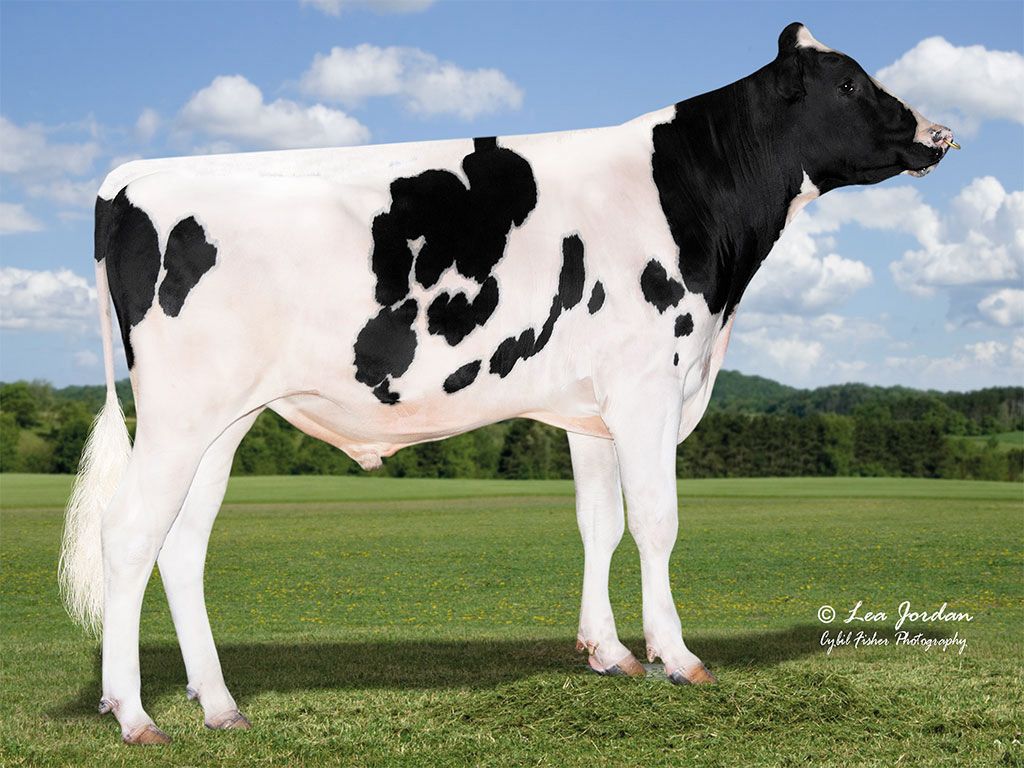 Breeding for improved milk constituents in Northern Ireland