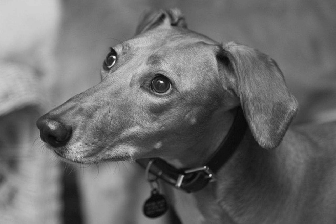 Survey: Fewer than 1 in 14 people think pet grief is taken seriously