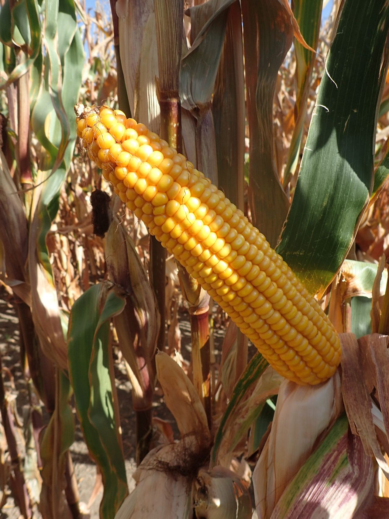 Latest results show very high yield potential for newest Pioneer maize variety