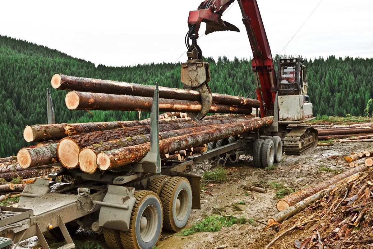 Applications to plant 17,000ac of forestry received in last 8 months
