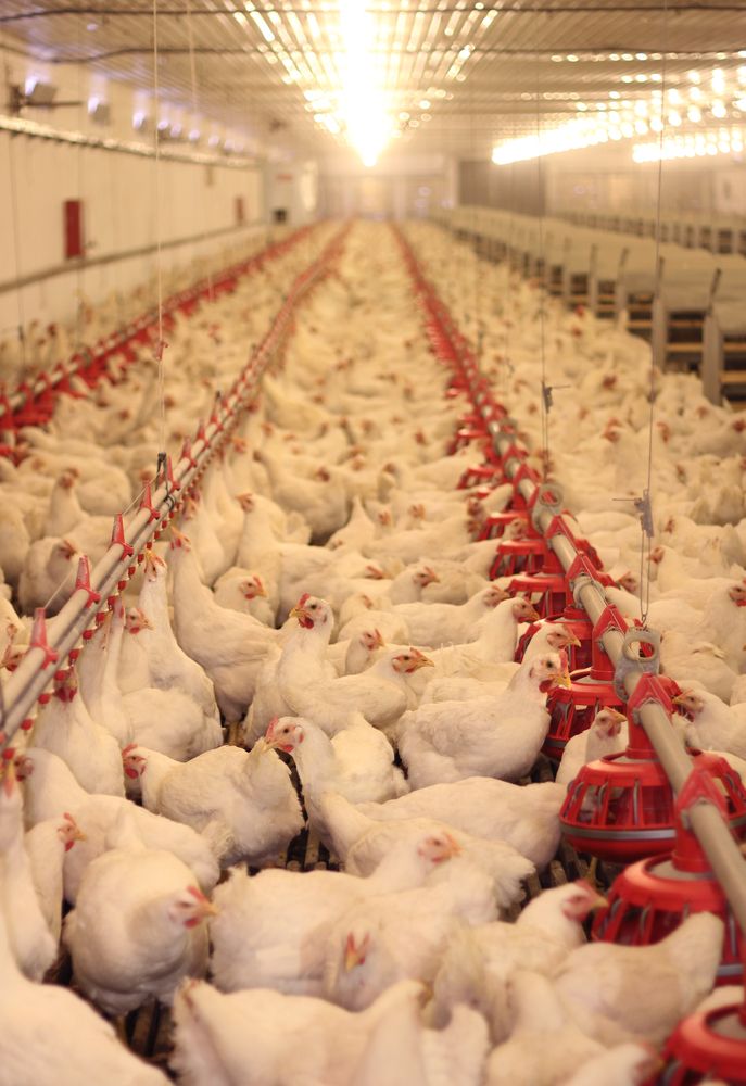 Northern Ireland a hotspot for poultry mega farms