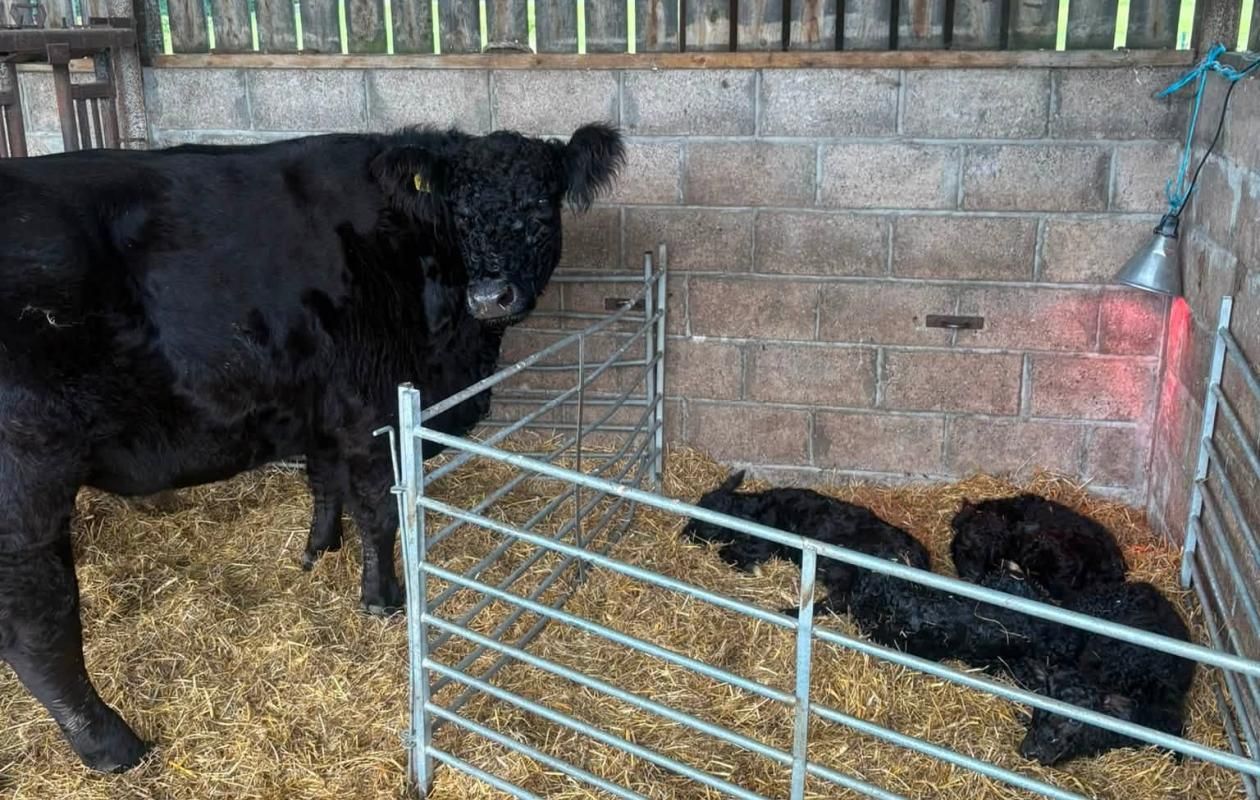 Galloway cow defies the odds with four live calves