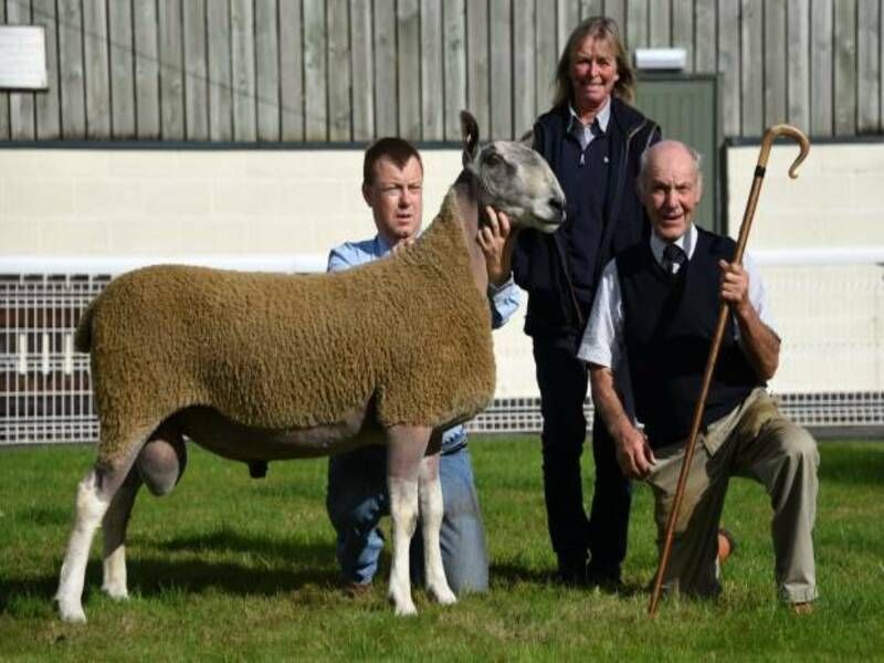 'Strong sales' at NSA Wales & Border ram sale