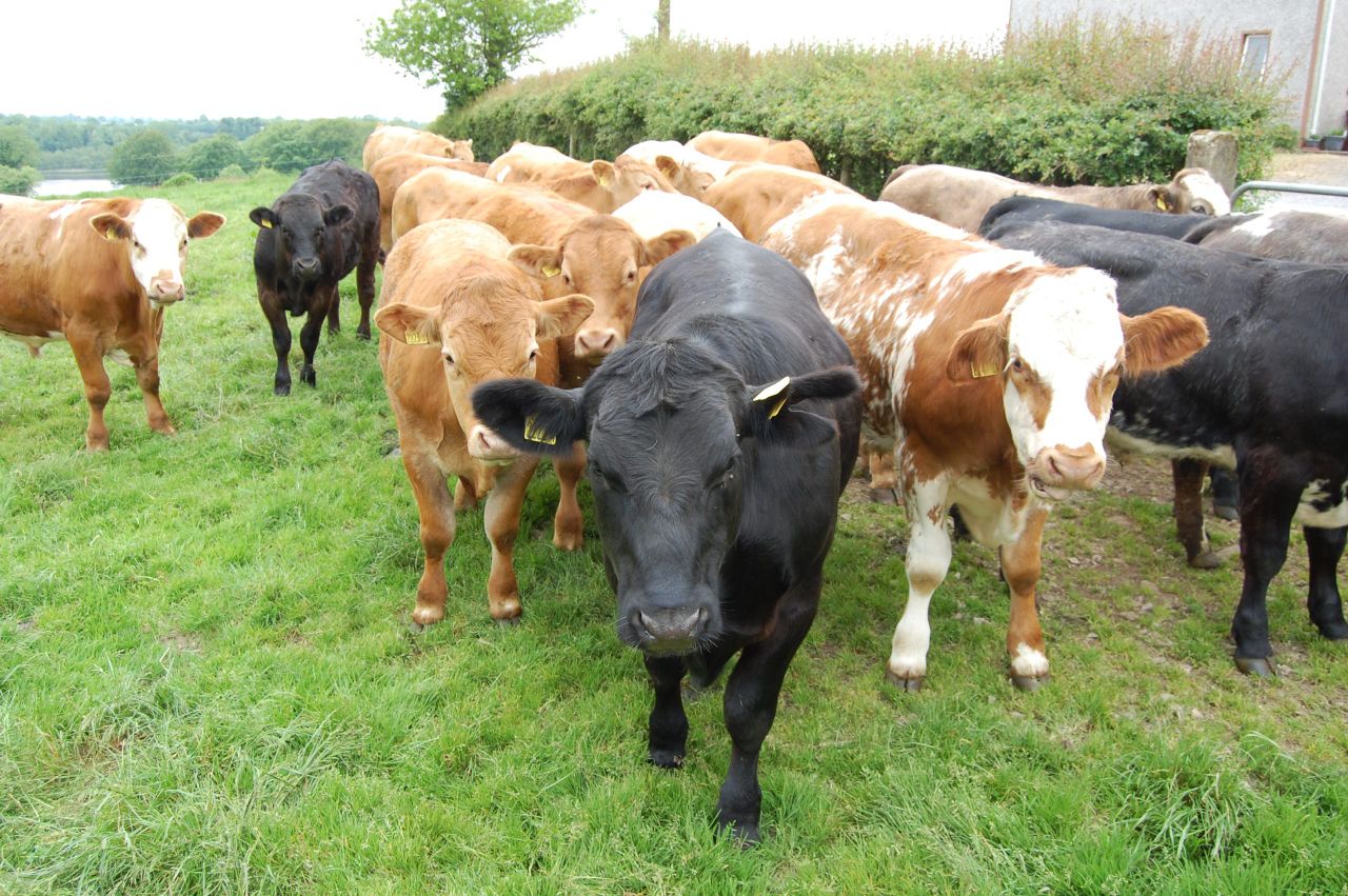 'Overfeeding young bulls can reduce their breeding potential'