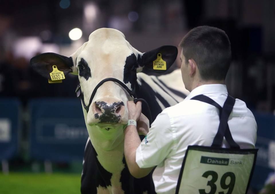 Entries to RUAS Winter Fair down 25% due to bluetongue