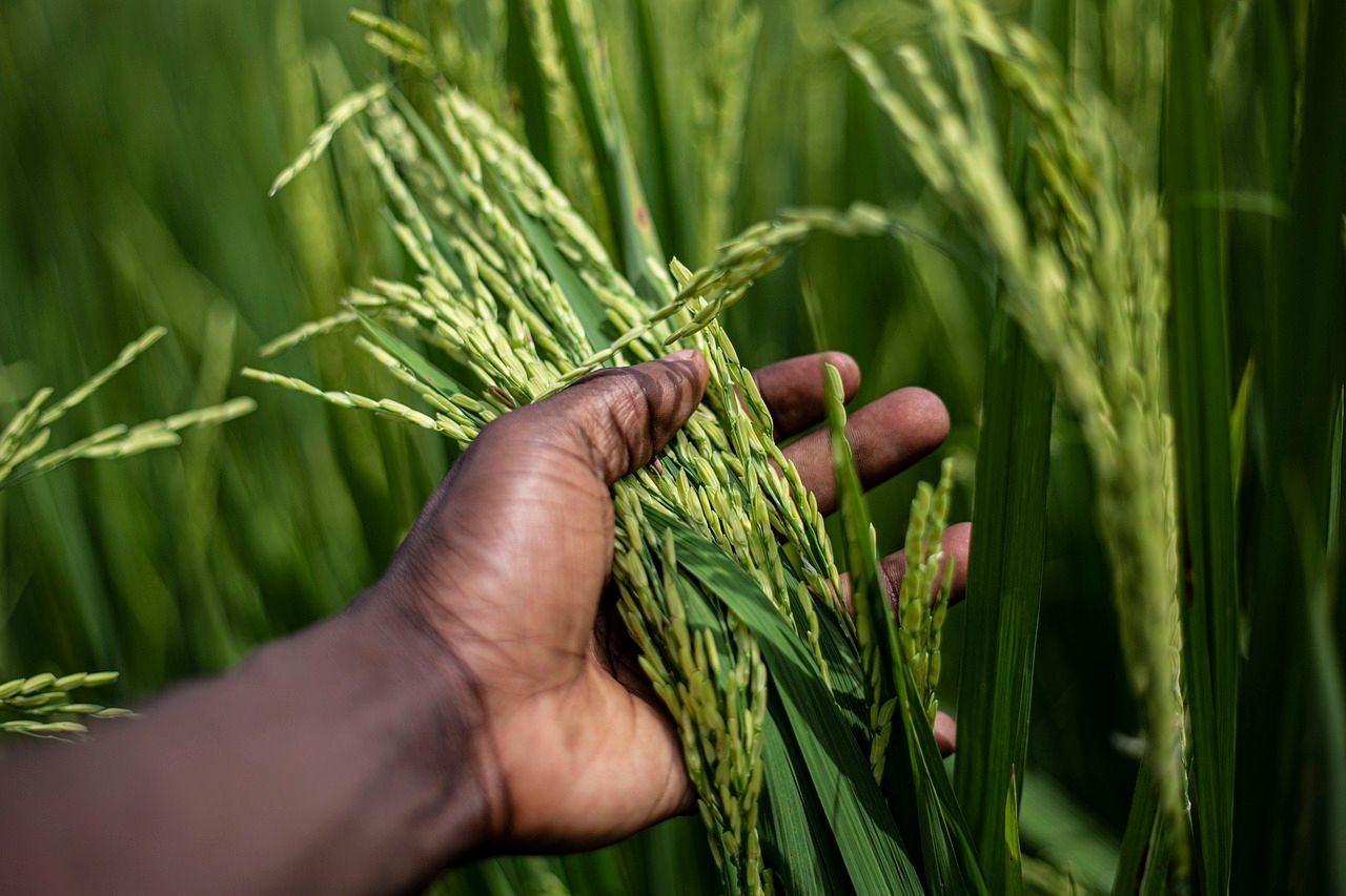 Local markets key to tackling global hunger – experts