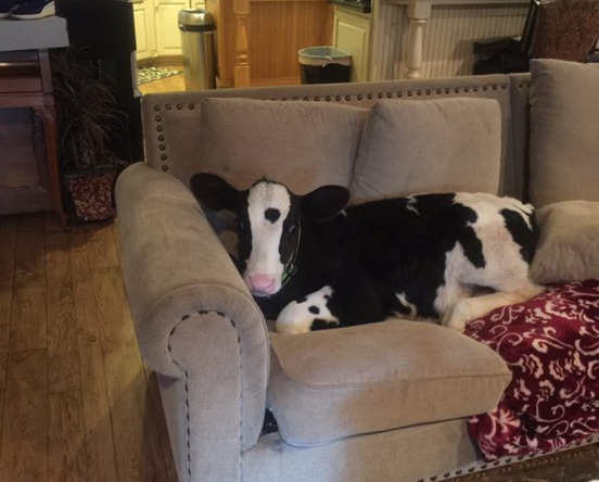 Friday feeling: This calf thinks it's a dog...