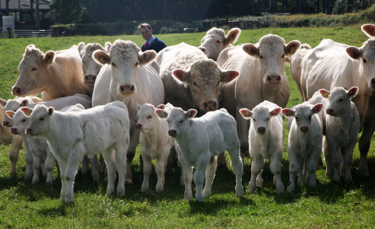 Breeding for calving ease at renowned Dorcas Charolais herd
