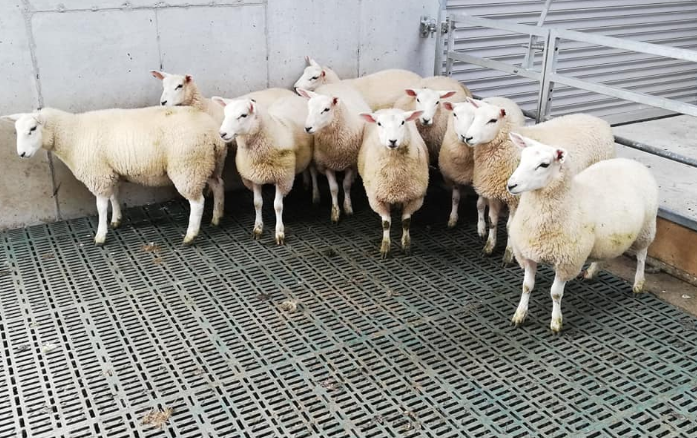 Sheep advice: How can I reduce the risk of lameness in slatted sheds?