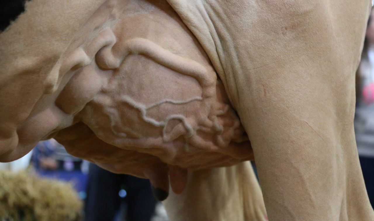 UK product recall issued on mastitis tubes