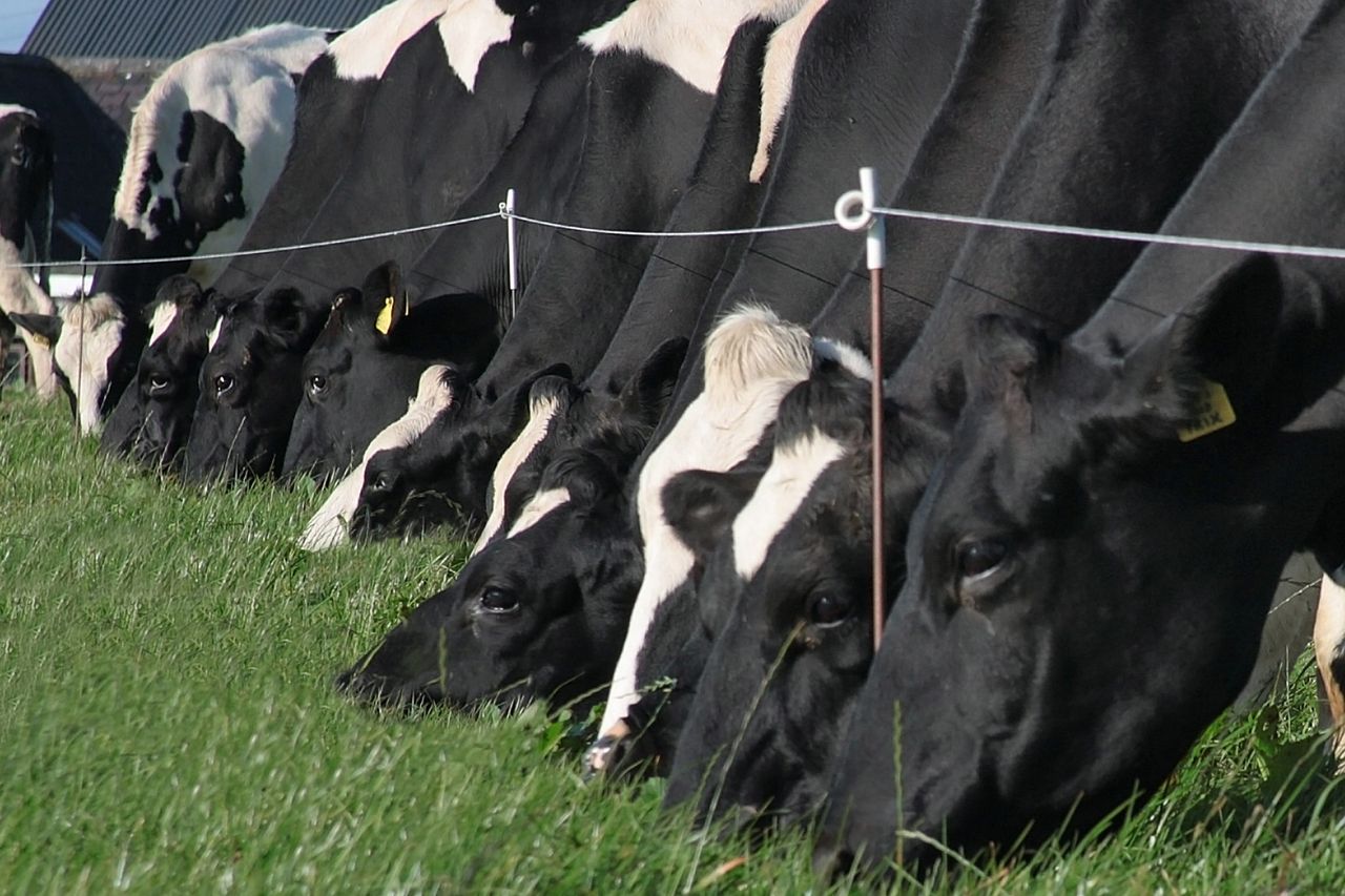 Ag policy in Wales is 'inhibitive' to dairy farmers - NFU Cymru