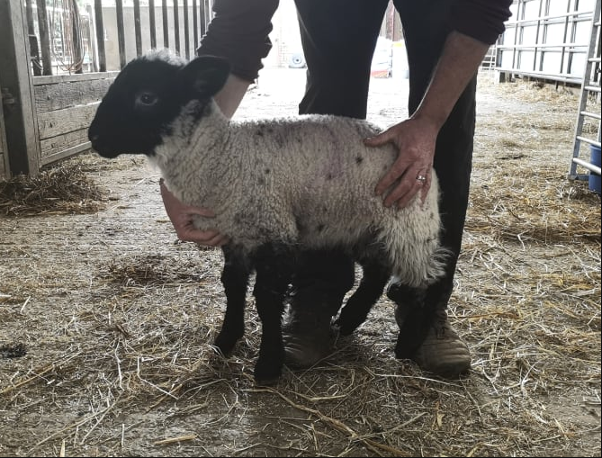 50 lambs stolen from Hampshire farm during night