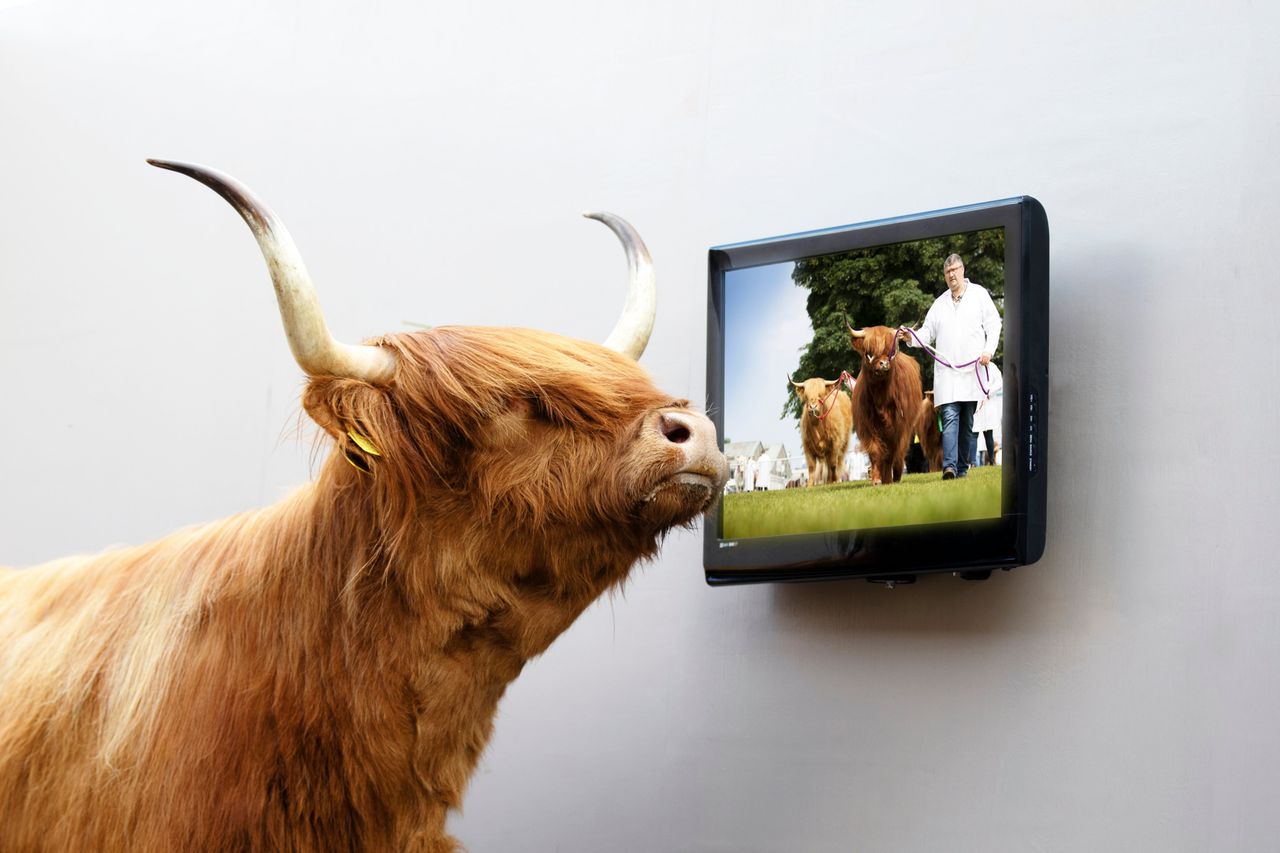 RHASS prepares for 'behind closed doors' Royal Highland Showcase