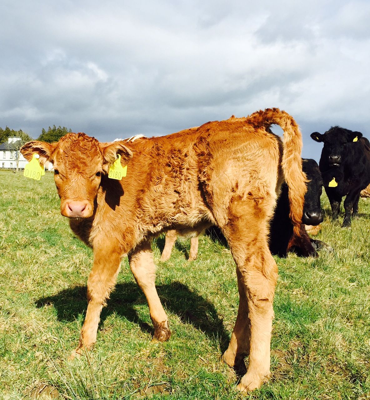 Department temporarily suspends authorisation of NI cattle tags yet again
