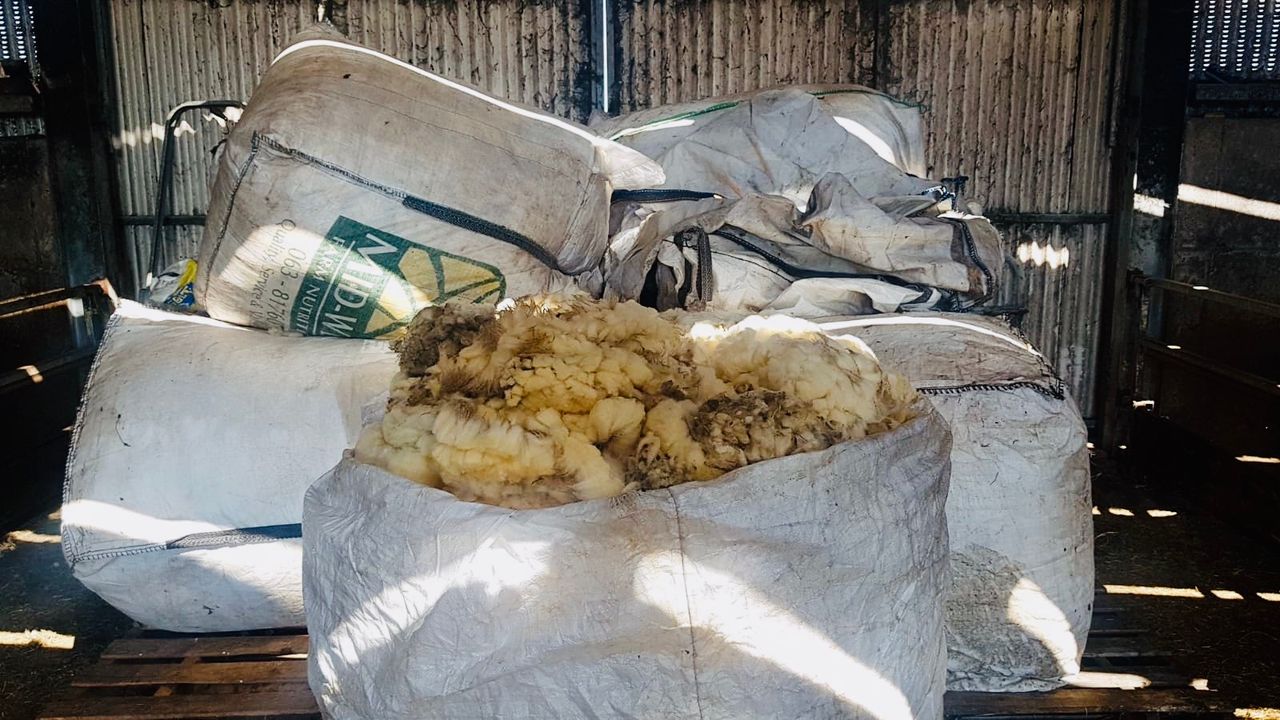 ‘Weaker demand’ in latest British Wool auction