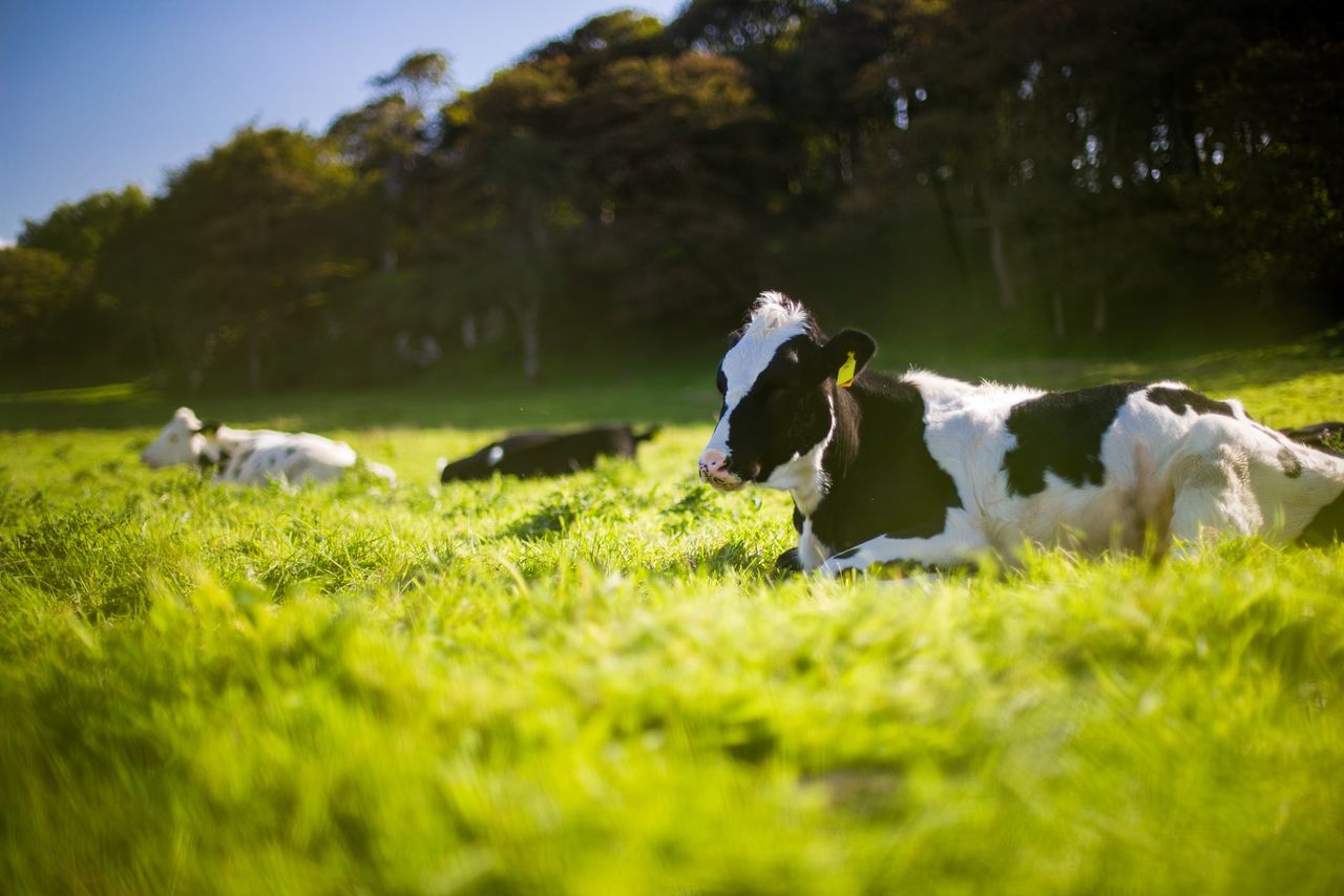 Land use change offers opportunity – but don’t lose control - CAAV