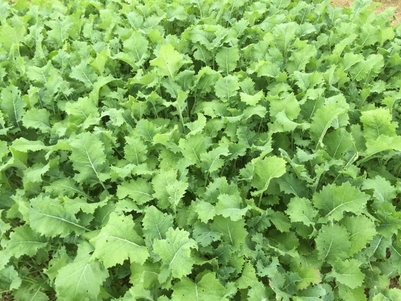 Should more farmers use forage crops as a winter feed?