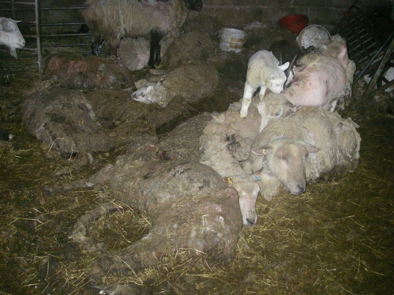 Pigs found ‘eating the remains of dead animals’ on horrific Bristol holding
