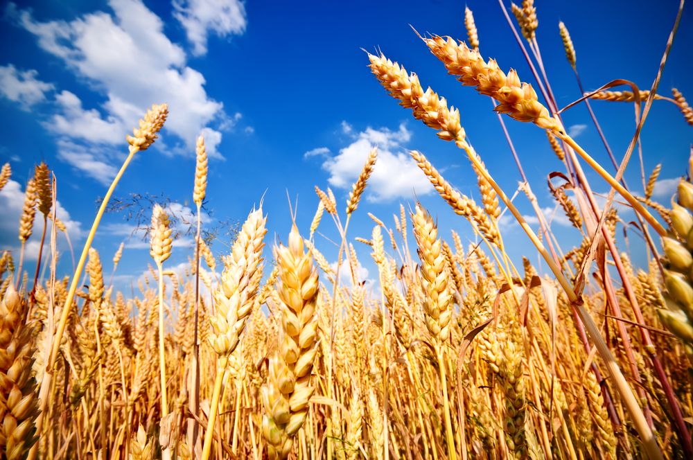 Grain price: Latest WASDE reports lower wheat supplies