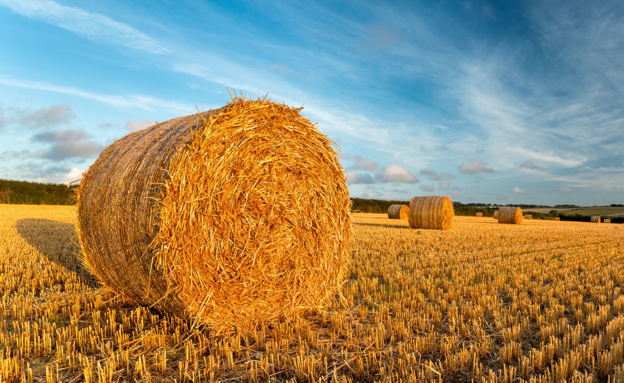 Straw availability in 2025: A tale of two islands
