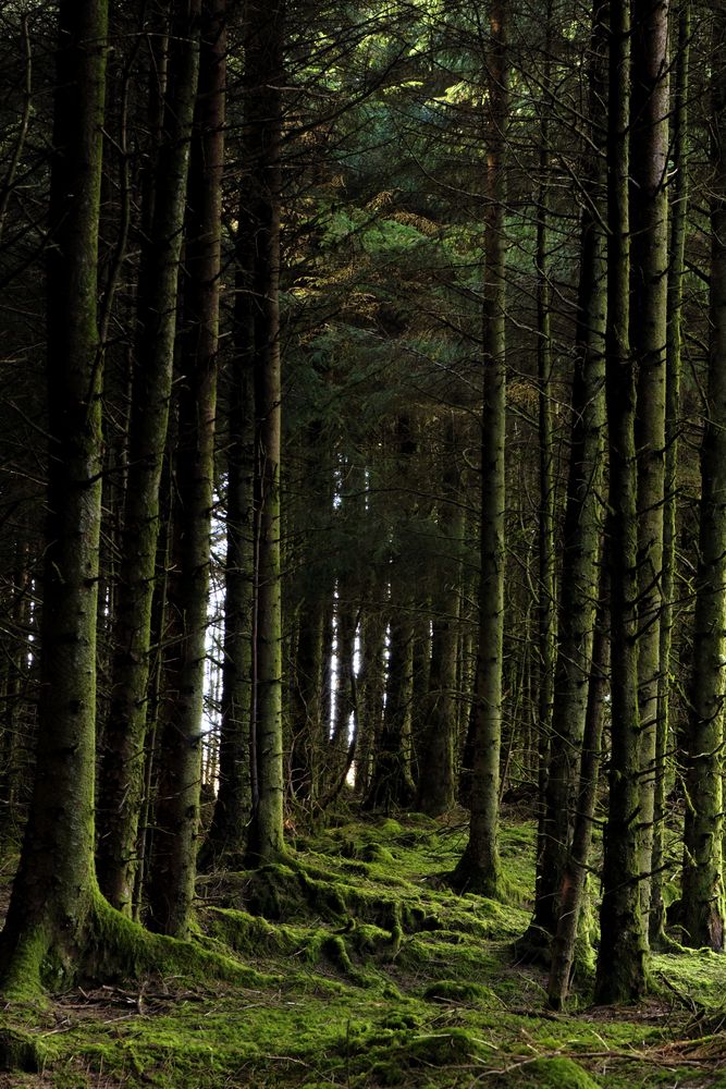 Managing Recent Storm Damage in Forests