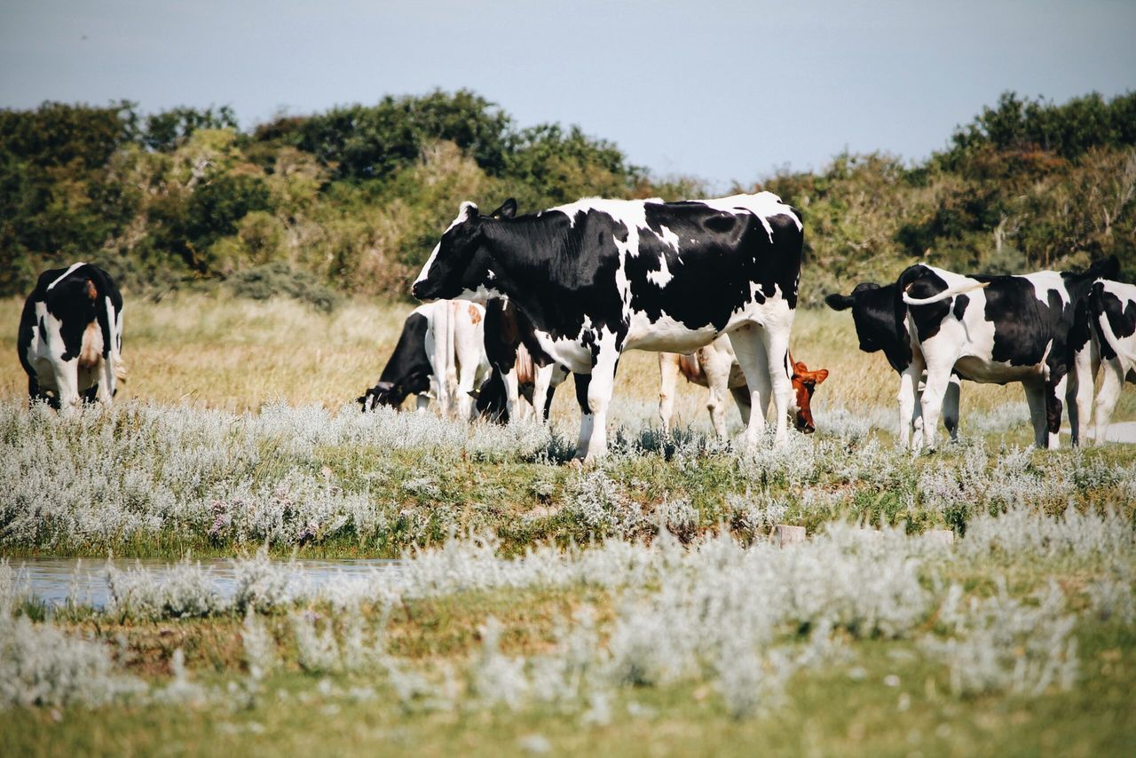 UK dairy farmers looking to buy British milk replacer for their calves